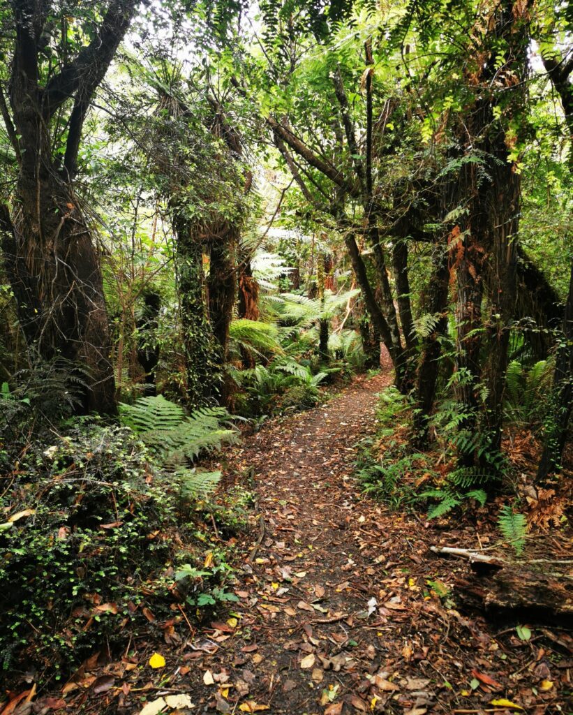 Te Araroa: Der Longwood Forrest